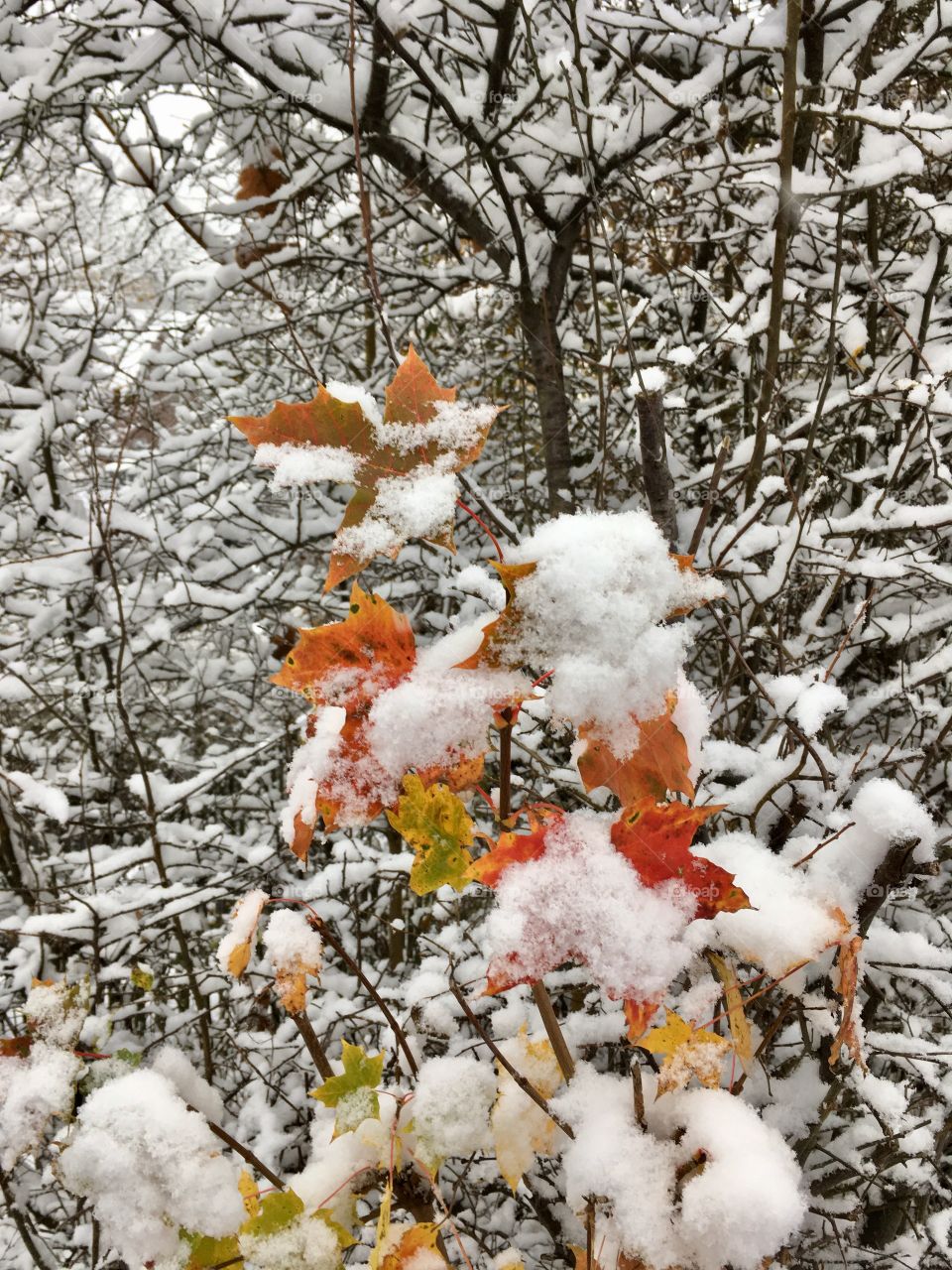 Snow covered bare tree in forest during autumn