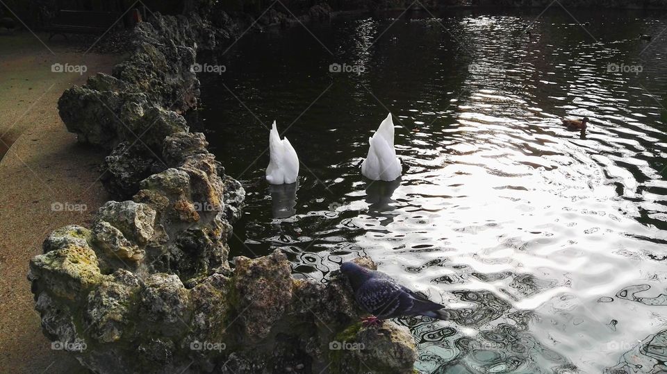 two ducks face down with the head in the water and a pigeon