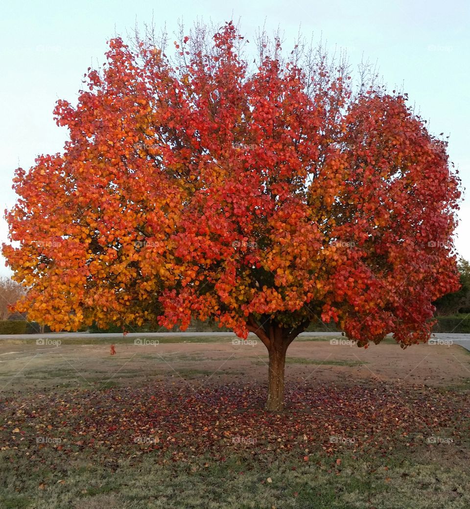 Pear Tree in Fall