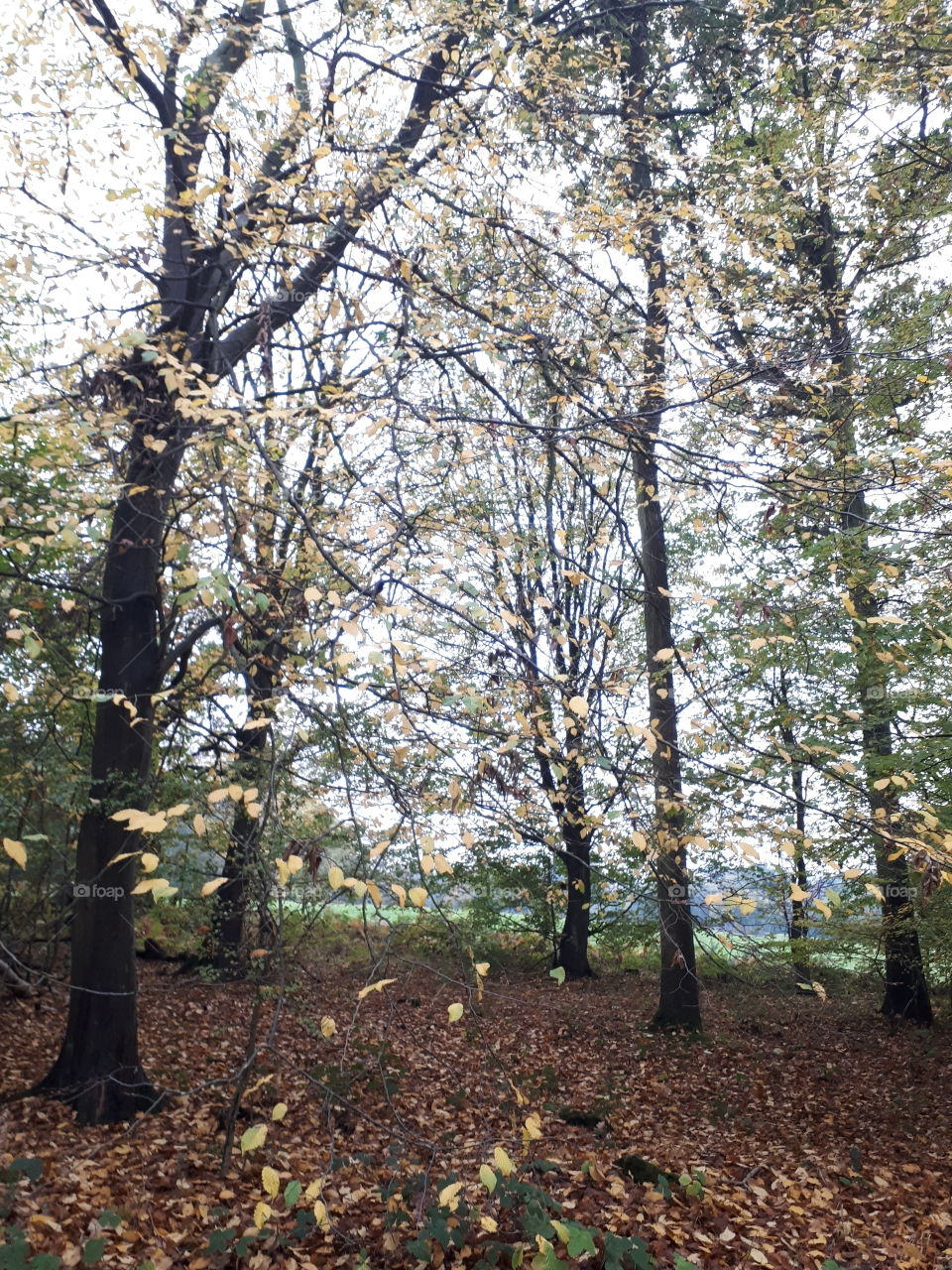 Tree, Wood, Landscape, Leaf, Fall
