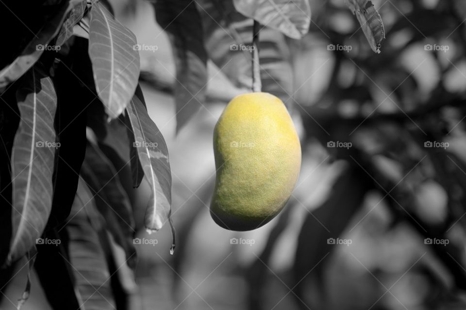 Mango