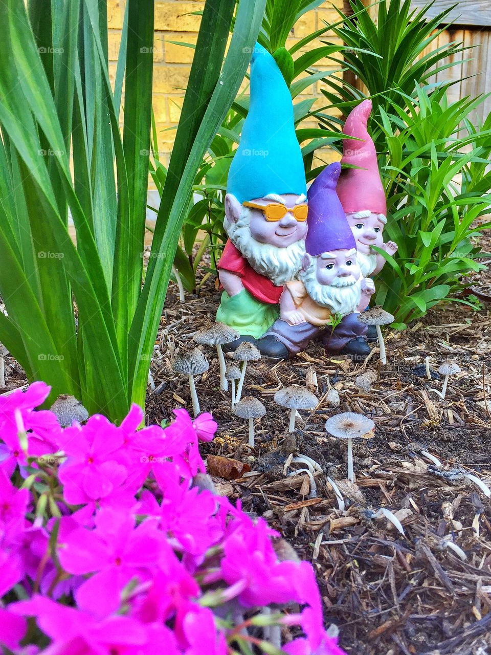 Gnomes in my garden