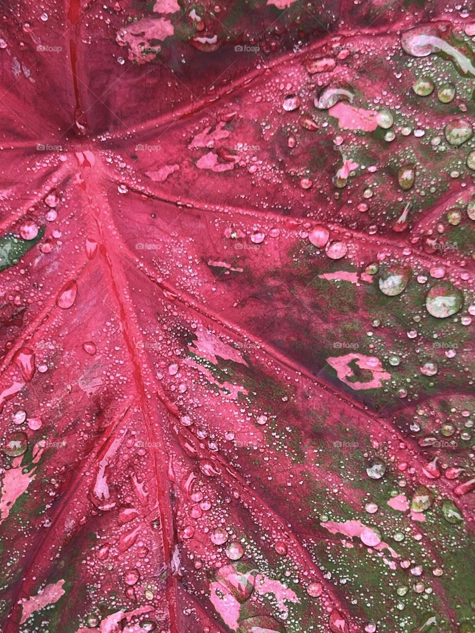 Raindrops on the Angel wings leaf