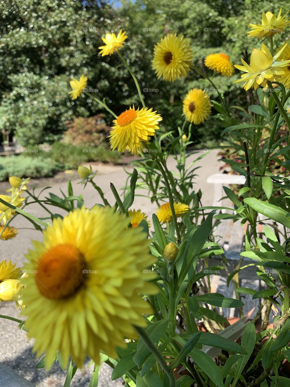 All of the yellow one could want. Flowers pointed to the sun, both competing for a smile.