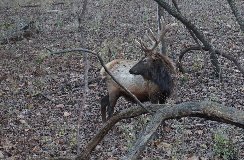 Wild elk in the forest