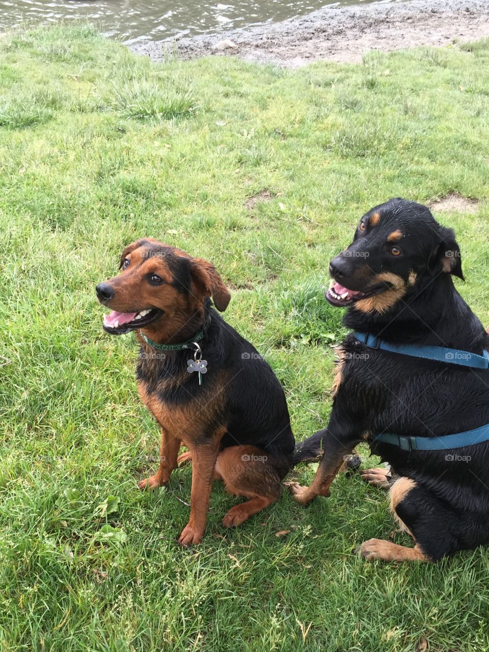 Breslin and Jake were separated at birth and adopted by two different families at the humane society. We were the ones who adopted Jake and found Breslin through research and let them have a play date! They hadn't seen each other in a year and had so much fun playing in the lake. 