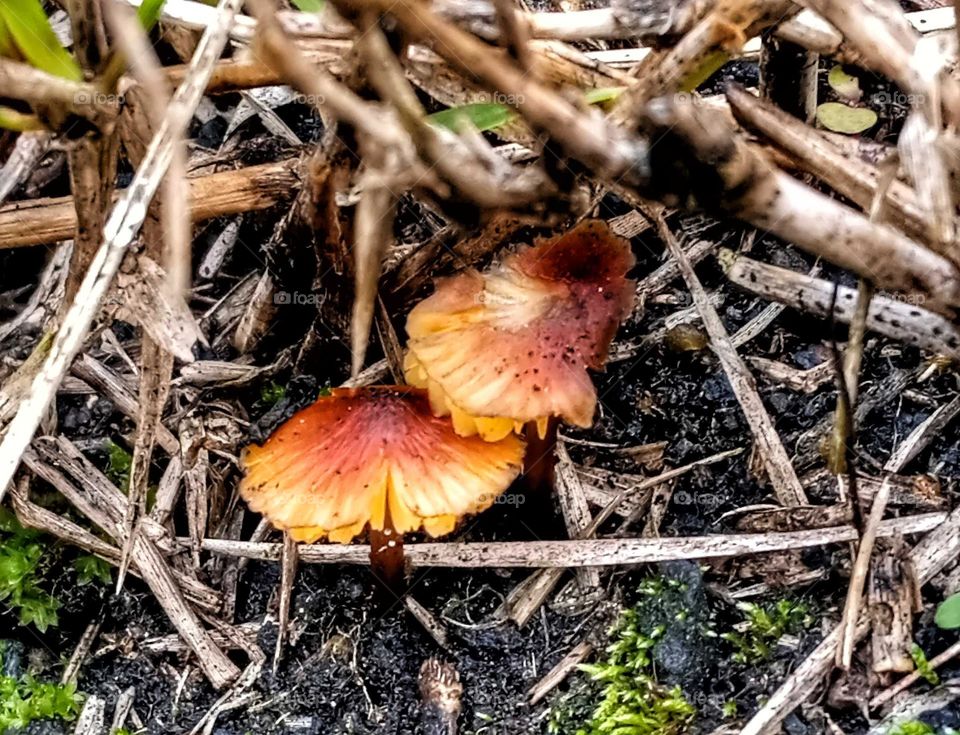 mushroom photo