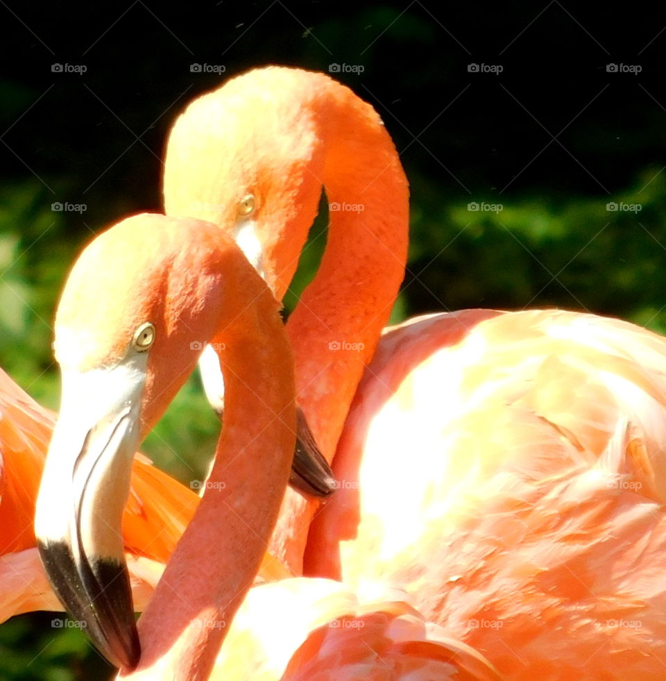 Flamingos