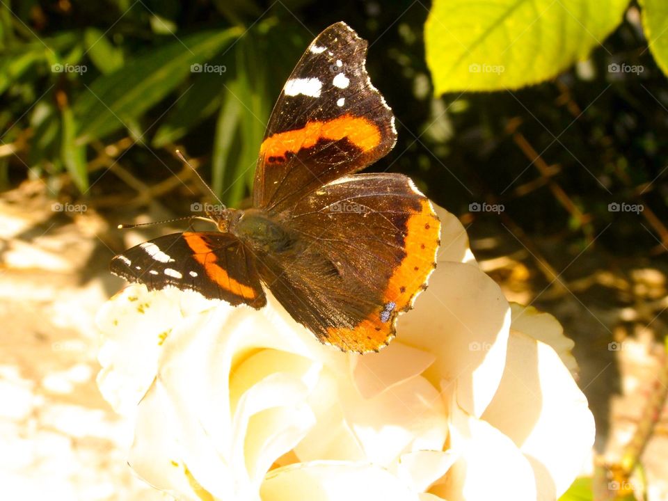 Butterflies . A beautiful butterfly 