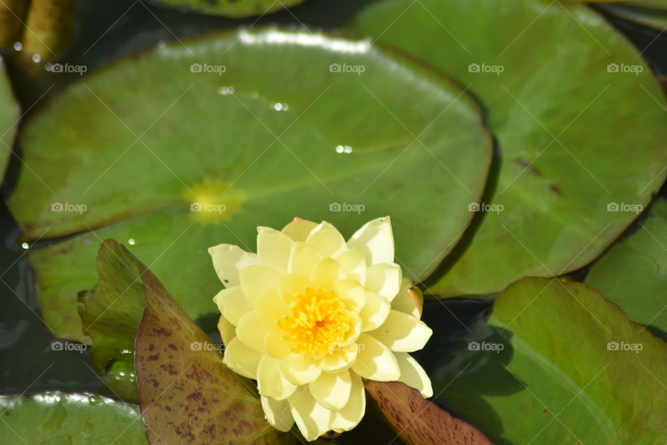 Beautiful flowers that touches your heart