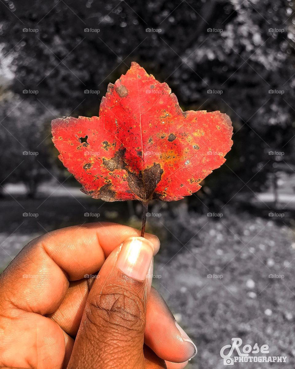 Fall is here 