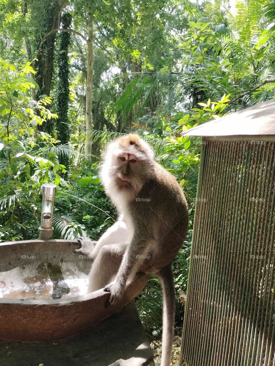 Ubud monkey