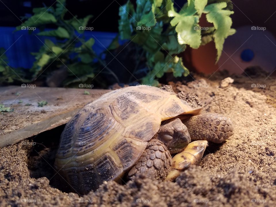 sleeping Russian tortoise
