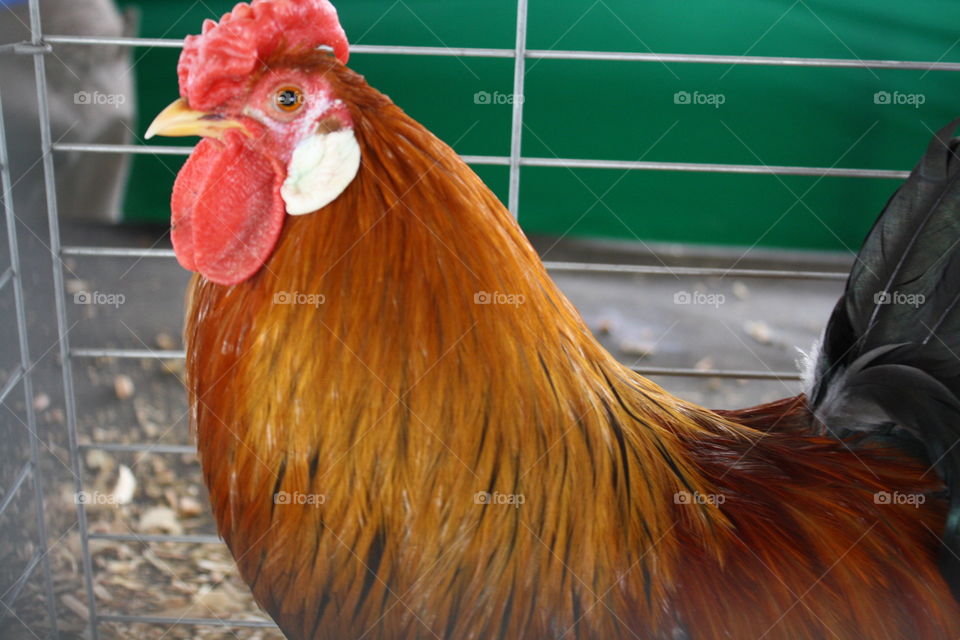 rooster