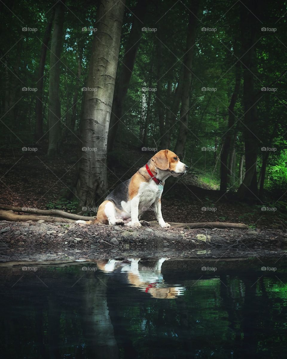 Beagle dog