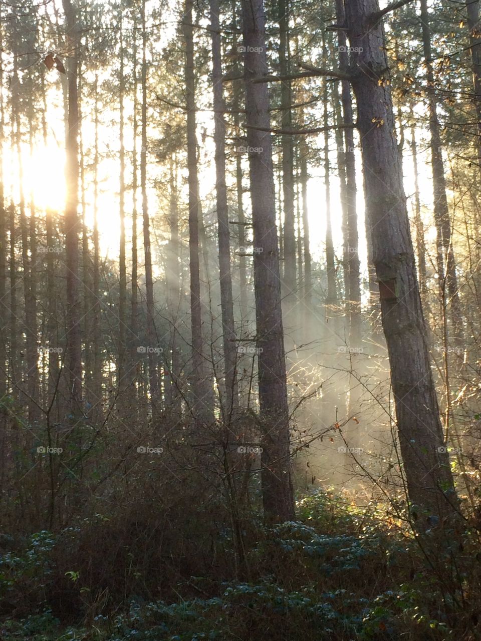 A walk in the woods on a cold and frosty morning. Sunlight streaming through the trees. 