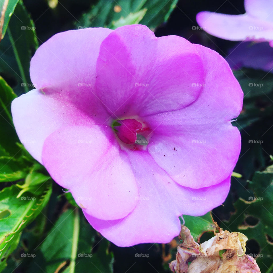 🌹 🇺🇸 Very beautiful flowers to brighten our day.  Live nature and its beauty. Did you like the delicate petals? / 🇧🇷 Flores muito bonitas para alegrar nosso dia. Viva a natureza e sua beleza. Gostaram das pétalas delicadas? 