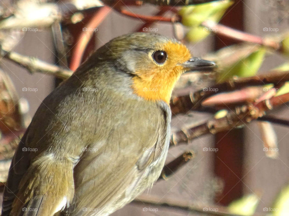 Robin looking at me looking him