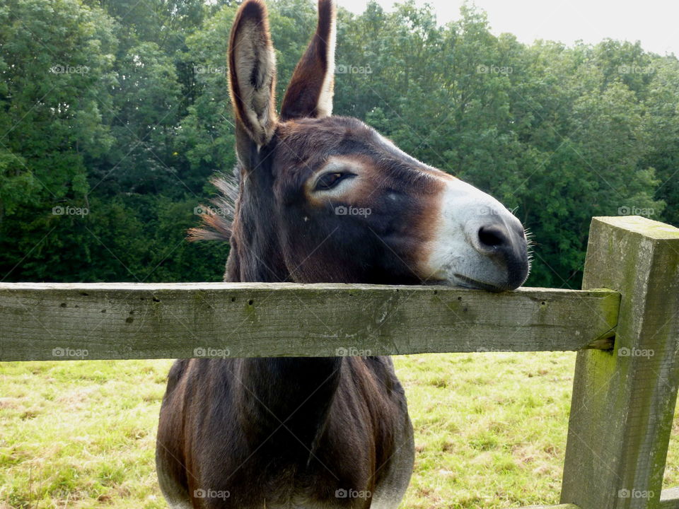 View of donkey's head on fence