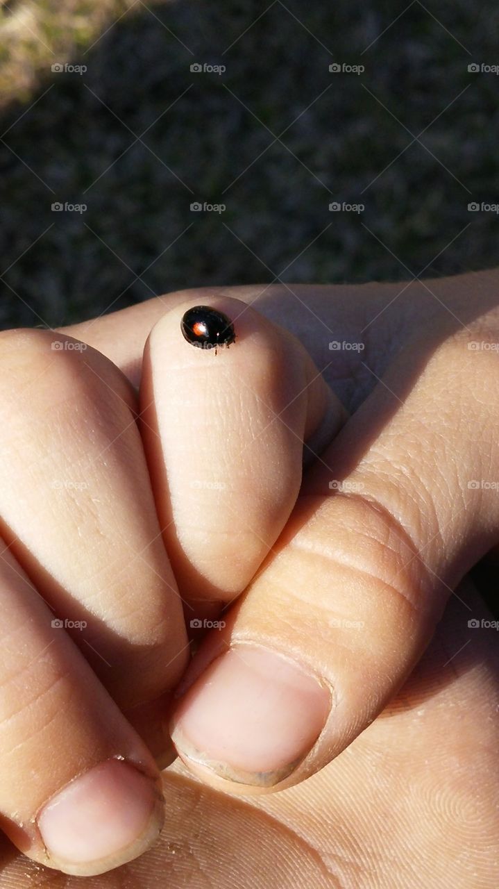 black lady bug