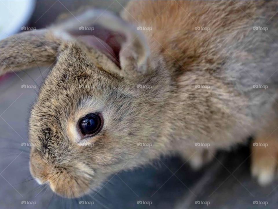 close up of a rabbit