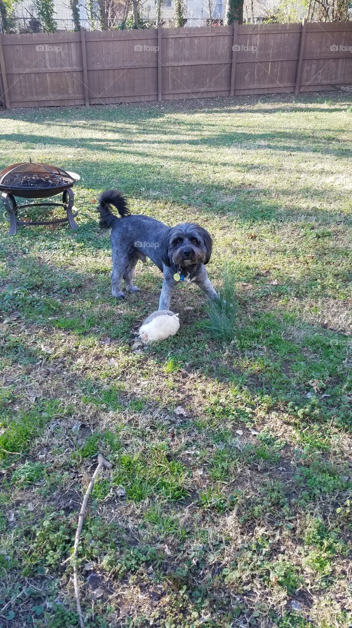 Tibetan terrier dog playing with toy outside
