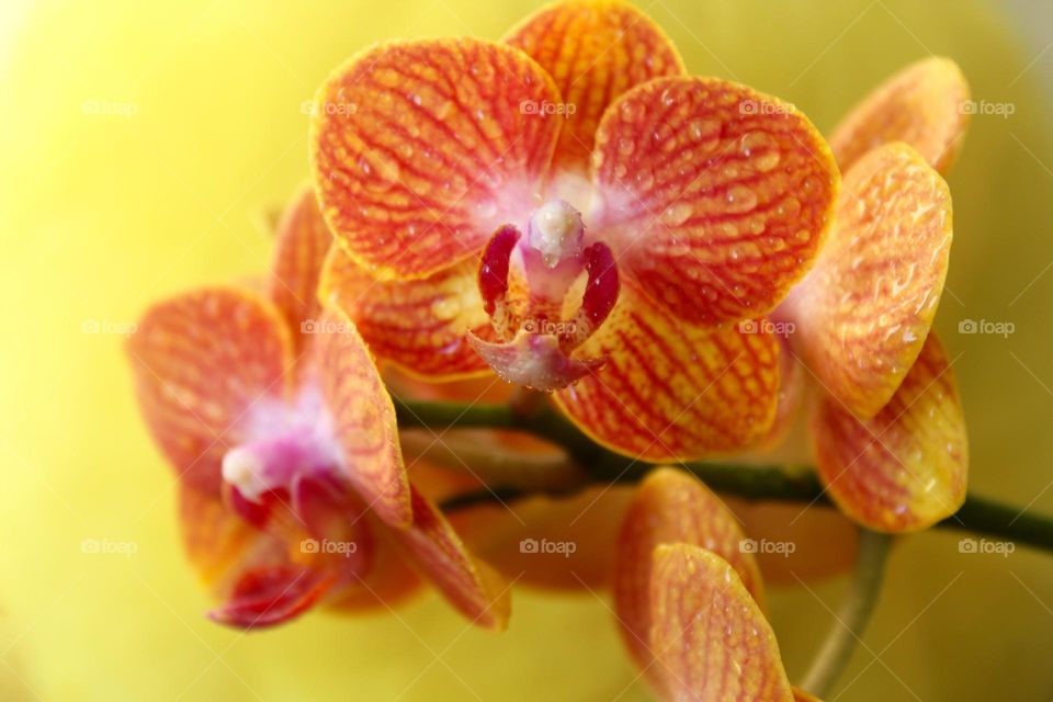 Orange orchid 