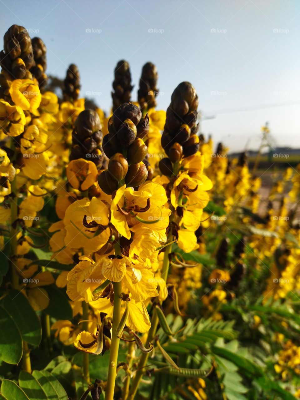 Yellow flowers