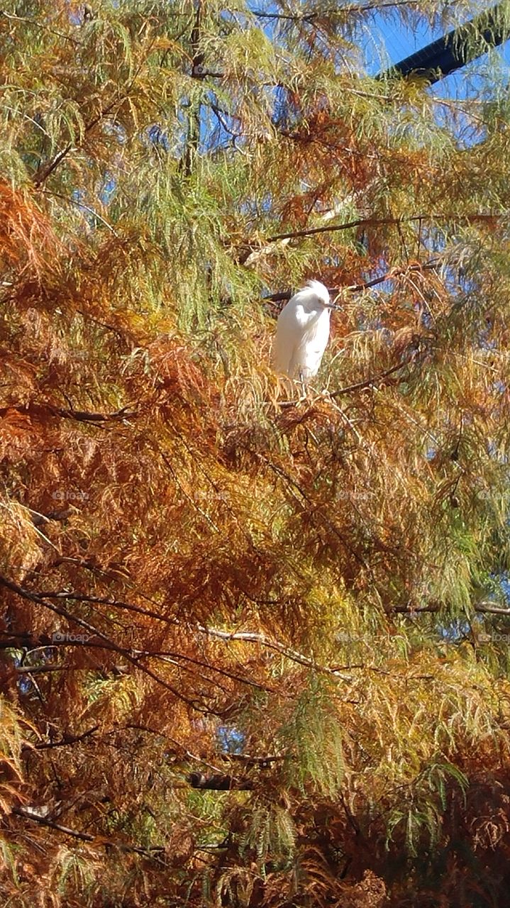 White Bird on Autumn Tree