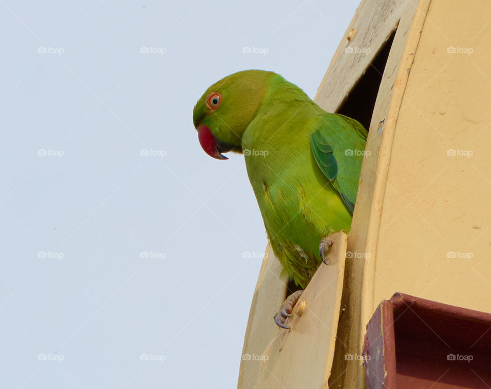 Bird photography - Parrot- Nesting