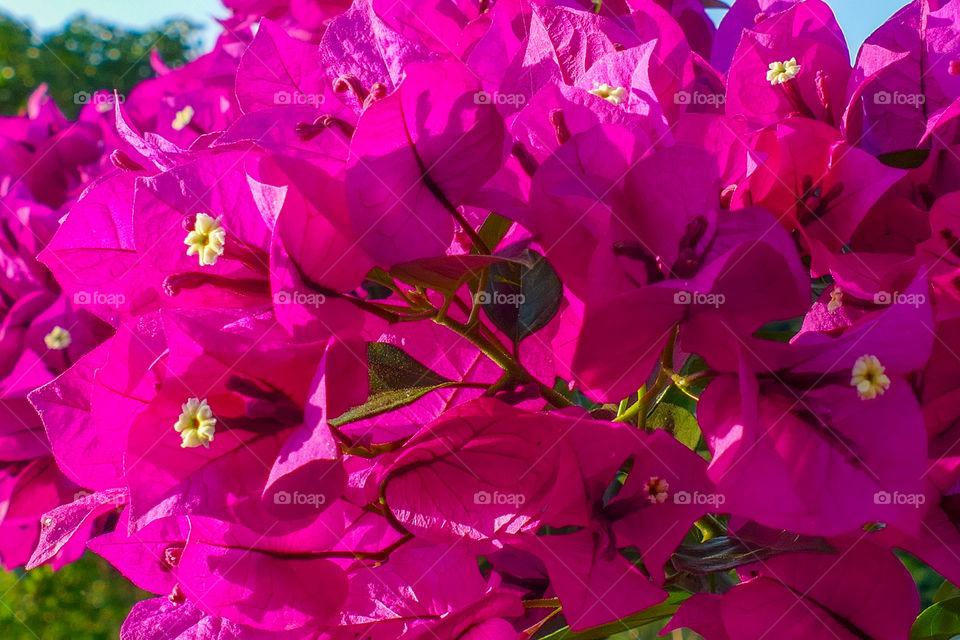 Bougainvillea spectabilis, also known as great bougainvillea, is a species of flowering plant