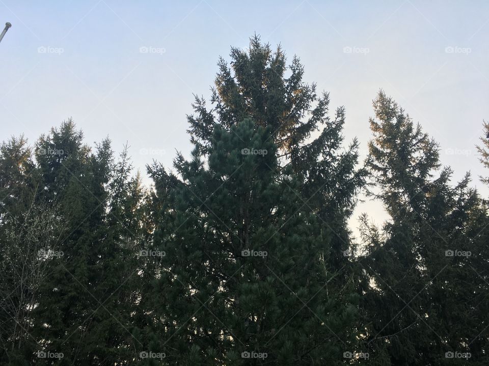 Pine trees at sunset from the bottom