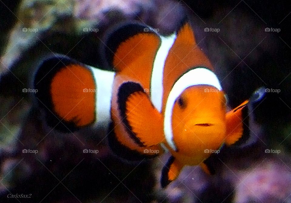 orange stories: the clown fish