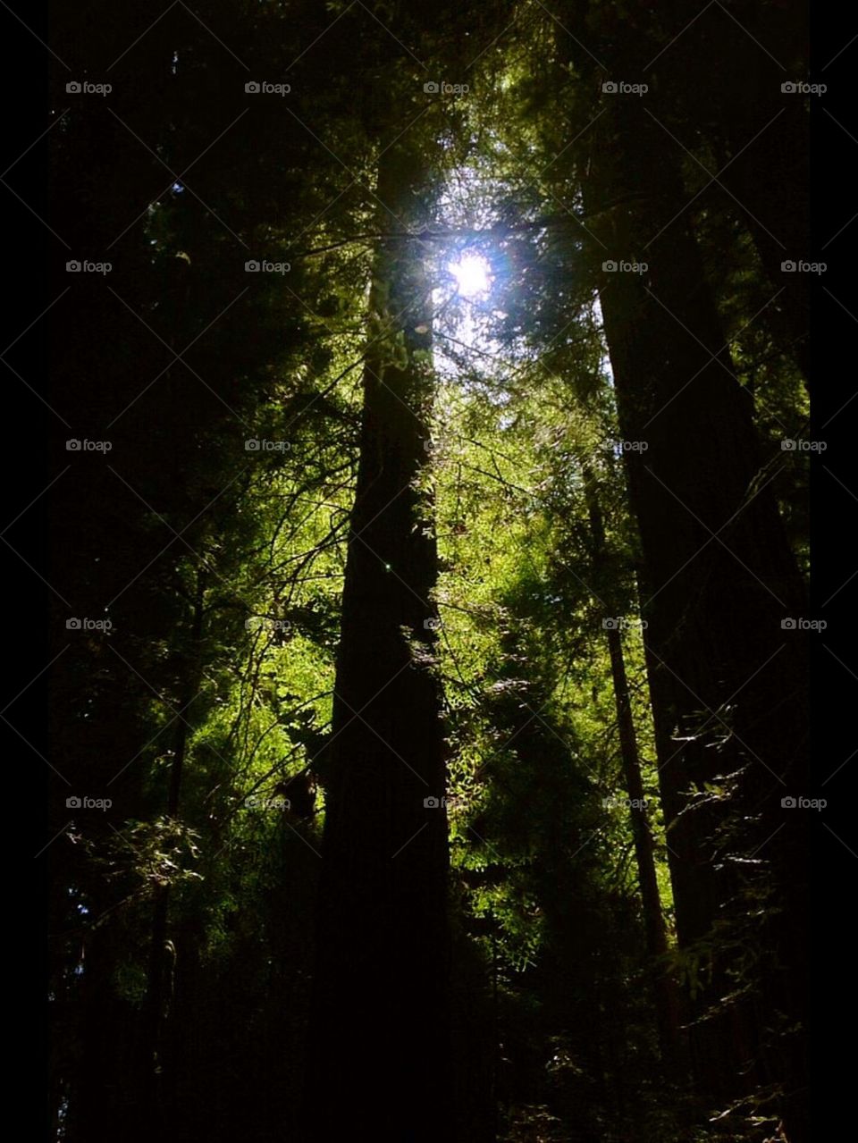 Sunshine through the redwoods