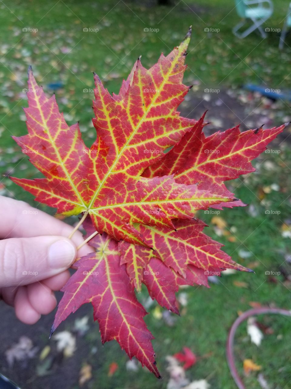 Beautiful coloring of fall maple leaves.