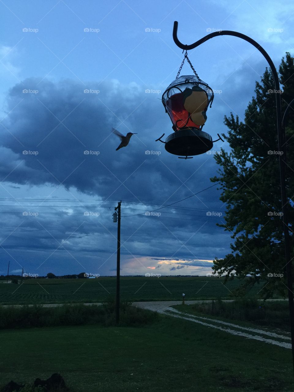 Hummingbird before the storm thunderheads low light on the horizon 