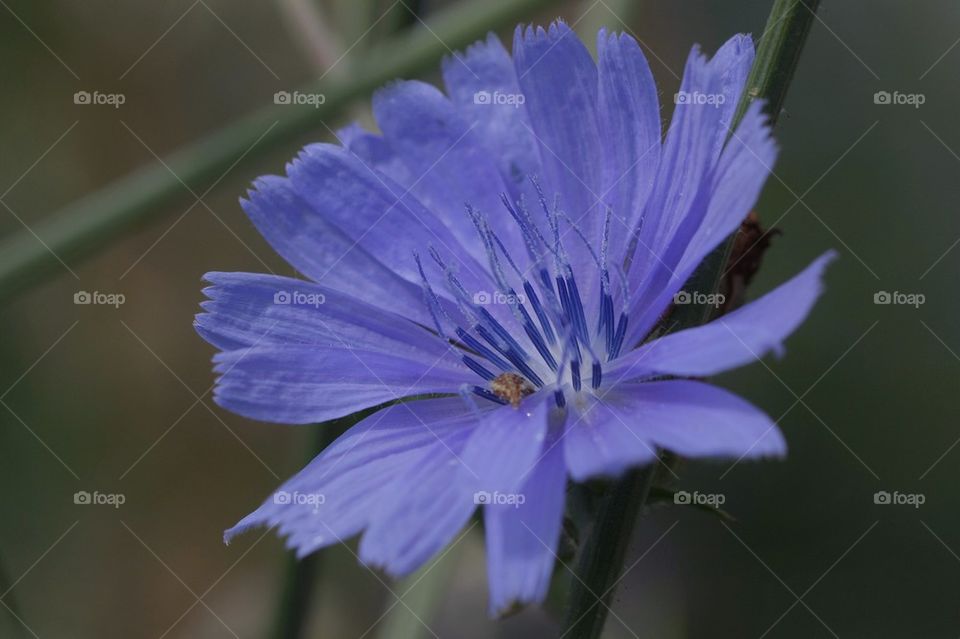 Blue flower in bloom