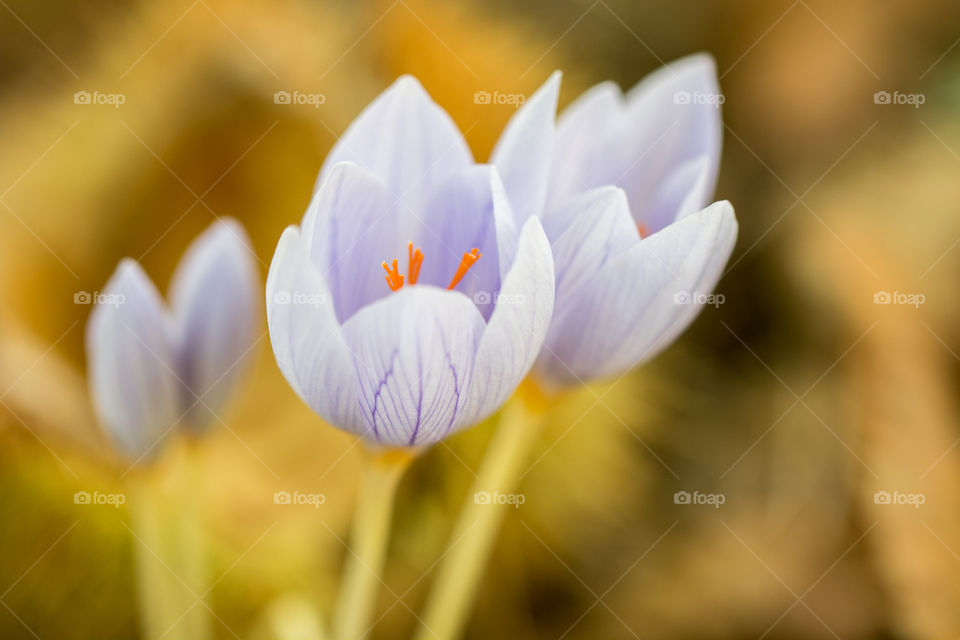 Wild Flowers Macro