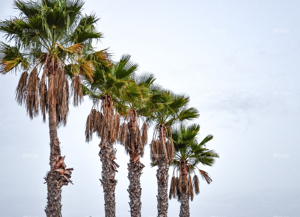 Row of Palm Trees