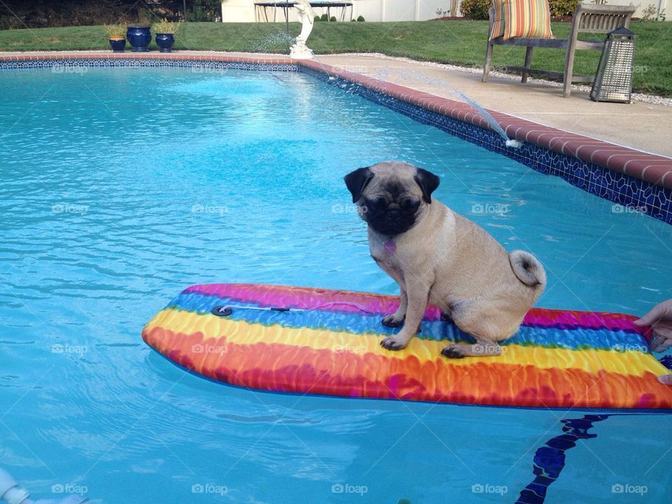It's Lola's pool