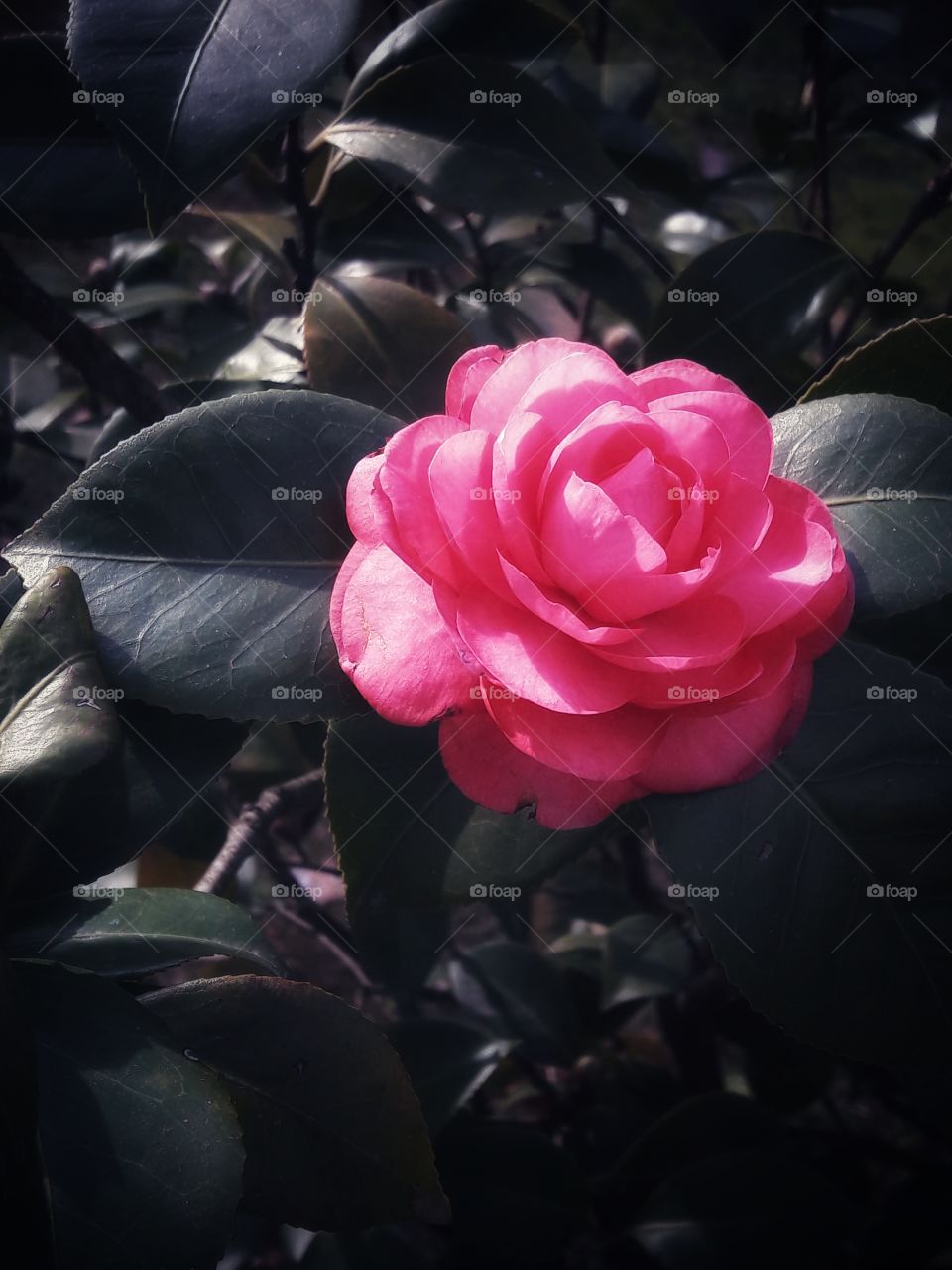 spring flower day outdoor