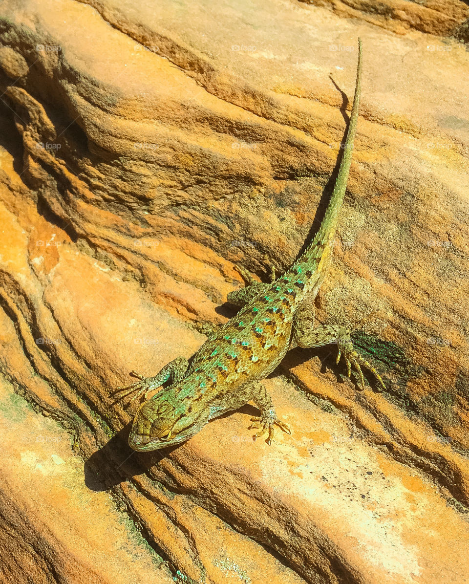 Lizard sunning him self up by angels landing 