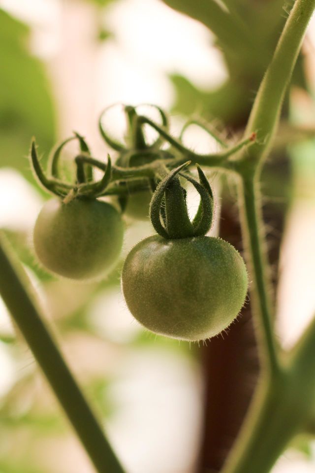 Tomato 🍅