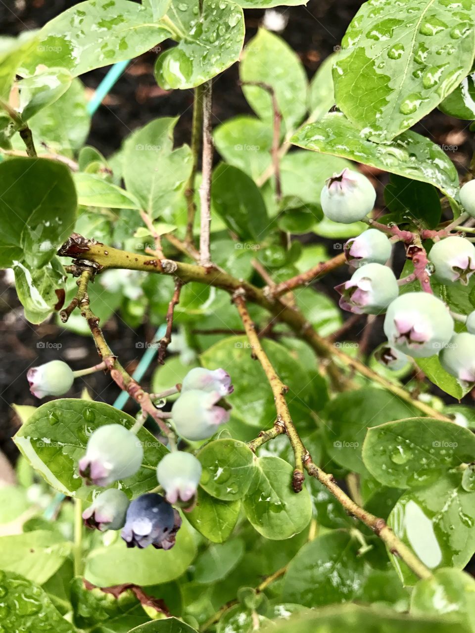 Close-Up of Buds