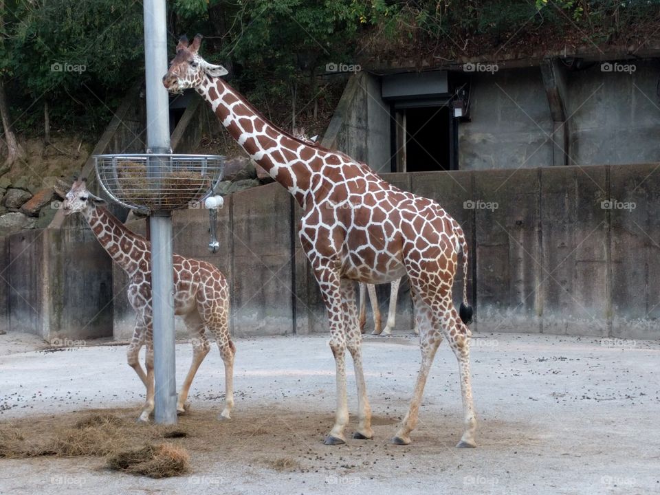 adult and baby giraffes in same pose by feeder