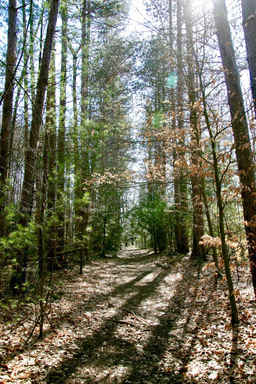 Footpath through the forest