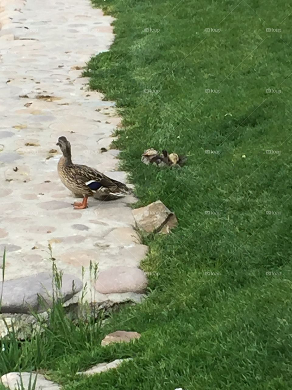 Mommy Duck & Ducklings. @chelseamerkleyphotos Copyright © CM Photography May 2019.