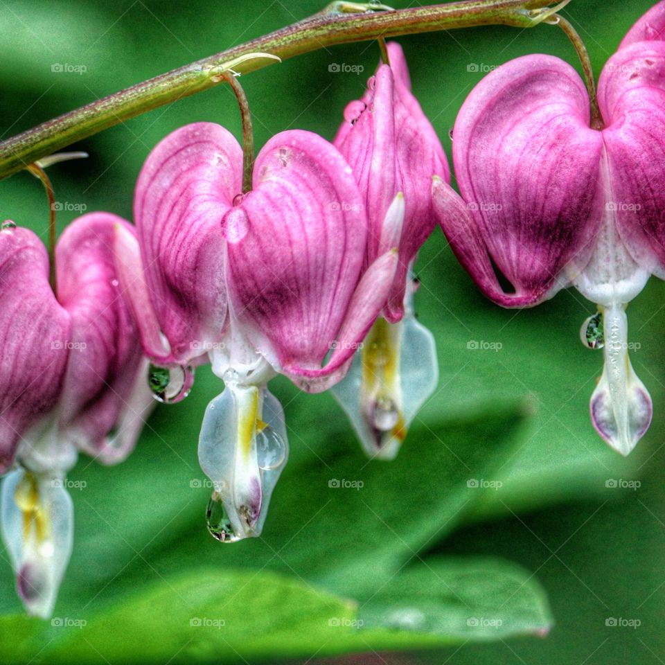 bleeding hearts macro