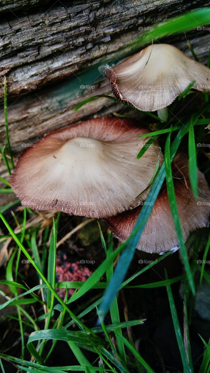 nature's mushrooms