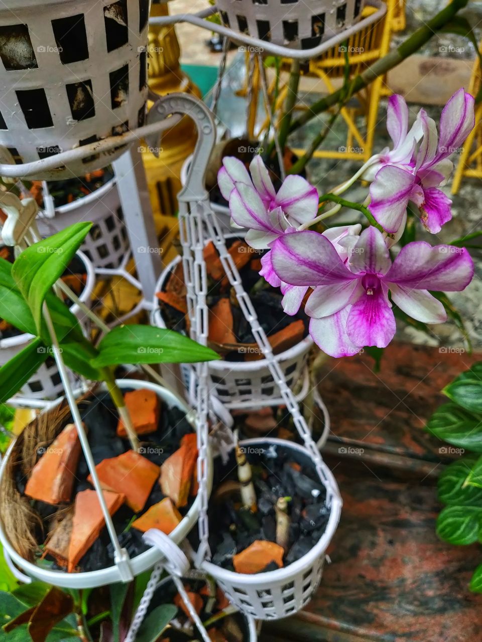 Focus on your happiness with orchids...